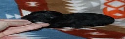 Miniature Poodle dogs for sale: Harlee’s phantom male - Ad 33