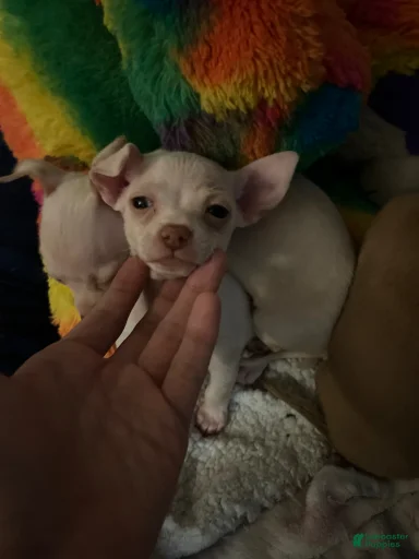 Gallery Image {{count}}