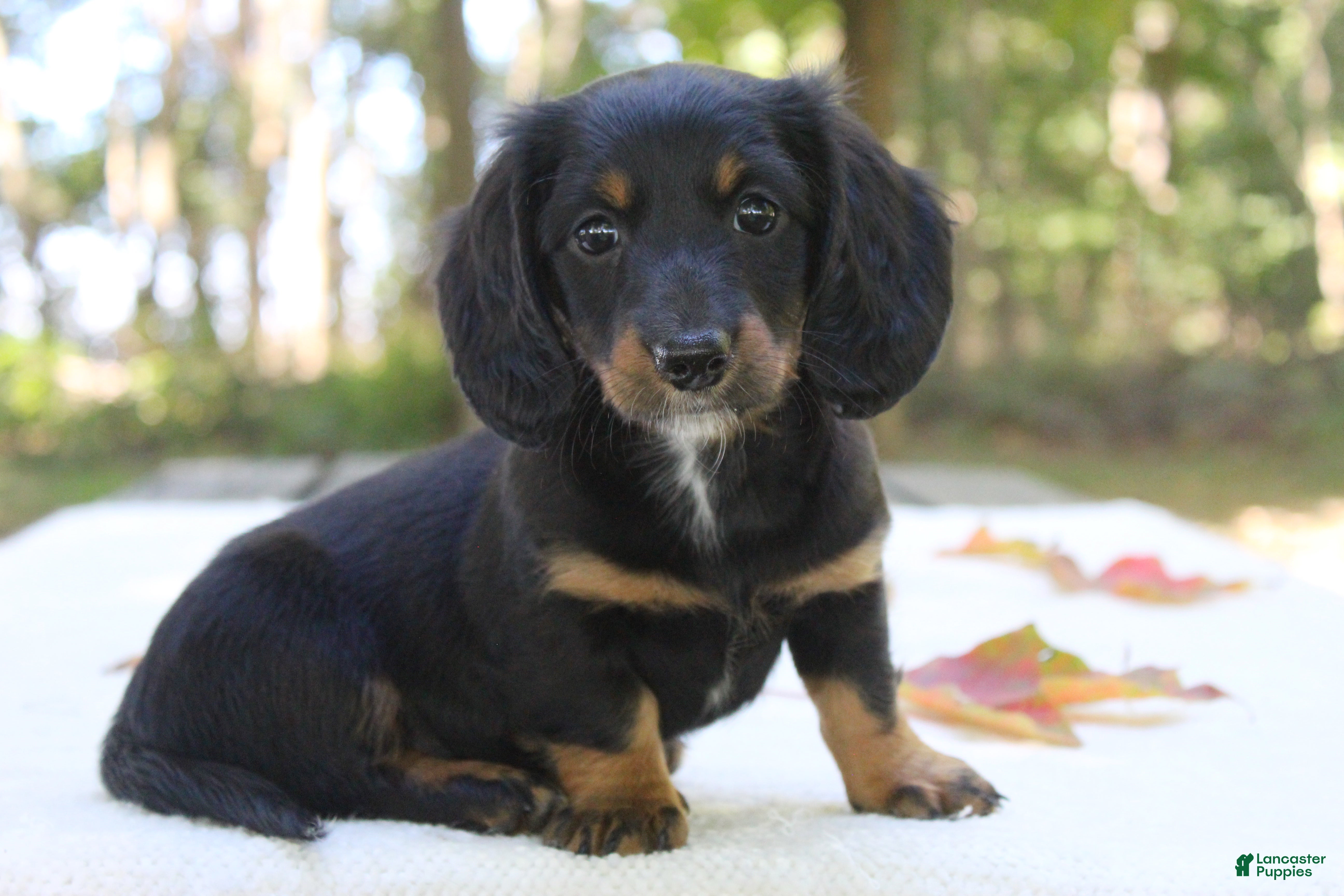 Miniature Dachshund dogs for sale: Sophie - Ad 3