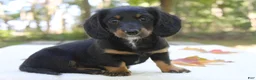 Miniature Dachshund dogs for sale: Sophie - Ad 1
