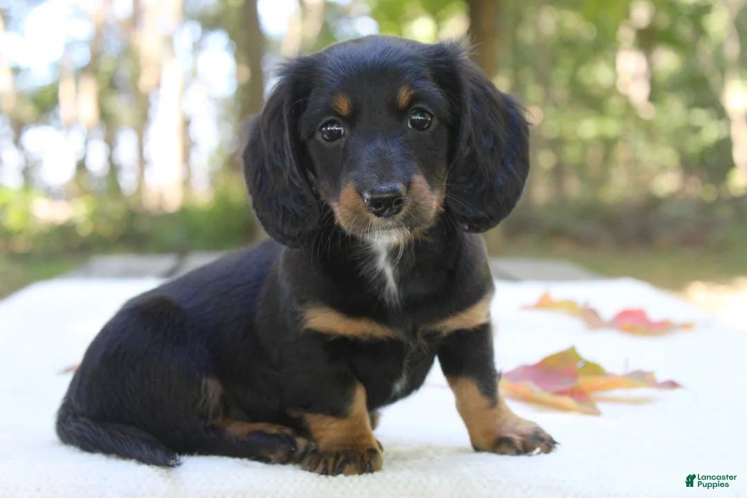 Miniature Dachshund dogs for sale: Sophie - Ad 1
