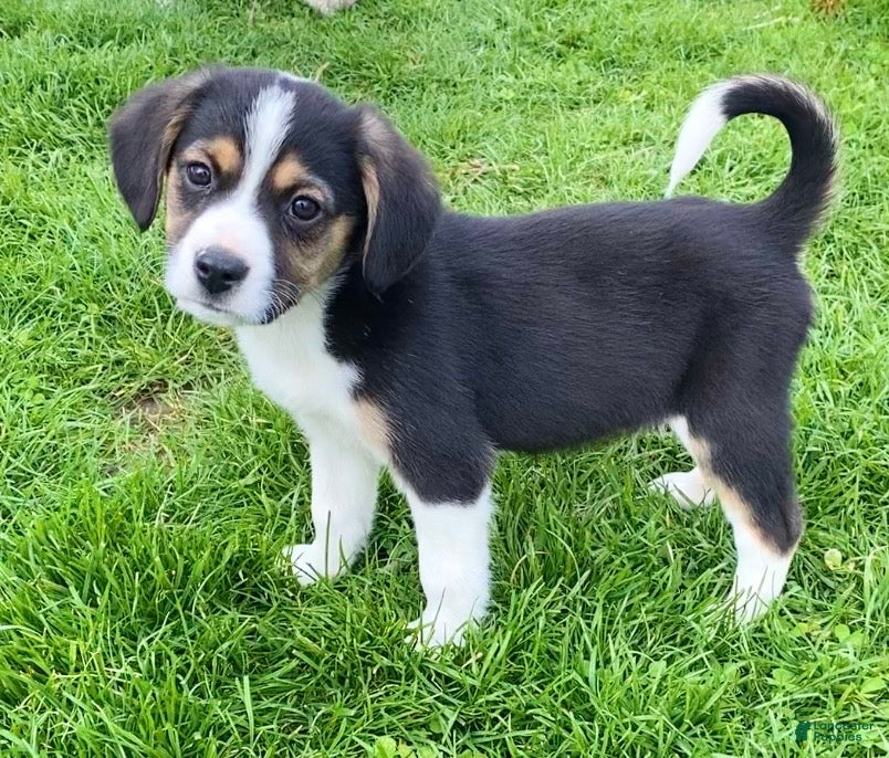 Mixed Breed dogs Cooper - Ad 42