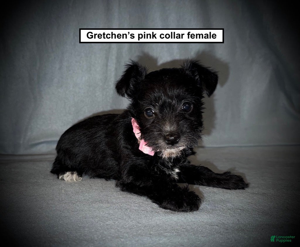 Miniature Schnauzer dogs AKC Gretchen's Pink Collar Female - Ad 24