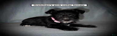 AKC Gretchen's Pink Collar Female
