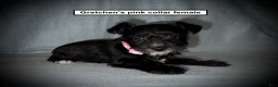 Miniature Schnauzer dogs for sale: AKC Gretchen's Pink Collar Female - Ad 1