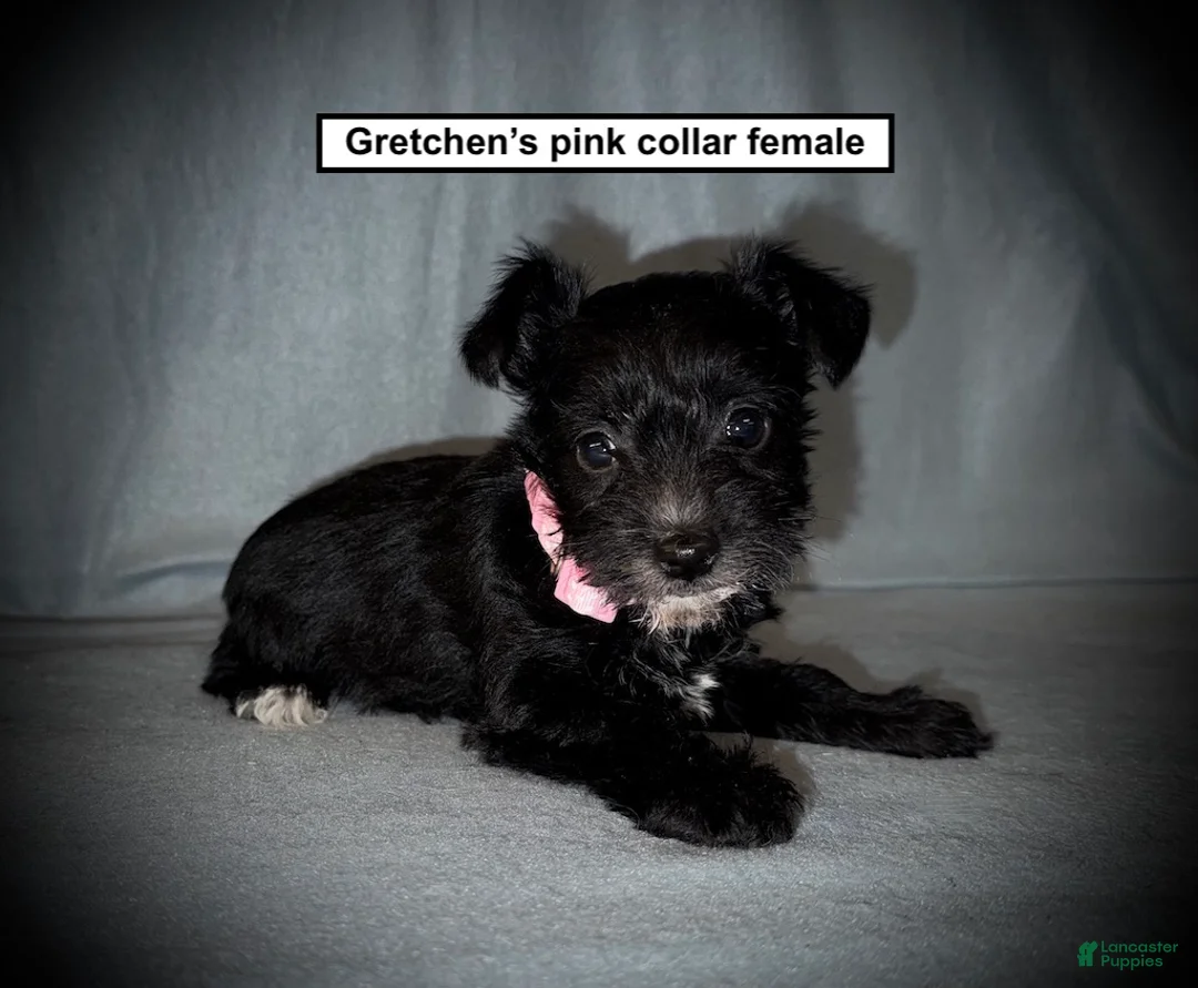 Miniature Schnauzer dogs for sale: AKC Gretchen's Pink Collar Female - Ad 1