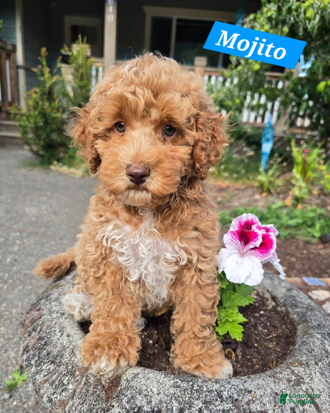Australian Labradoodle dogs for sale: Mojito - Ad 1
