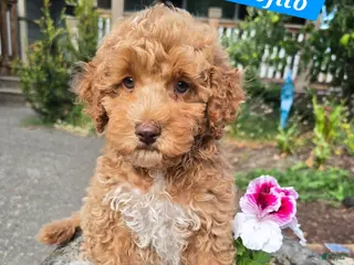 Australian Labradoodle dogs Mojito - Ad 40