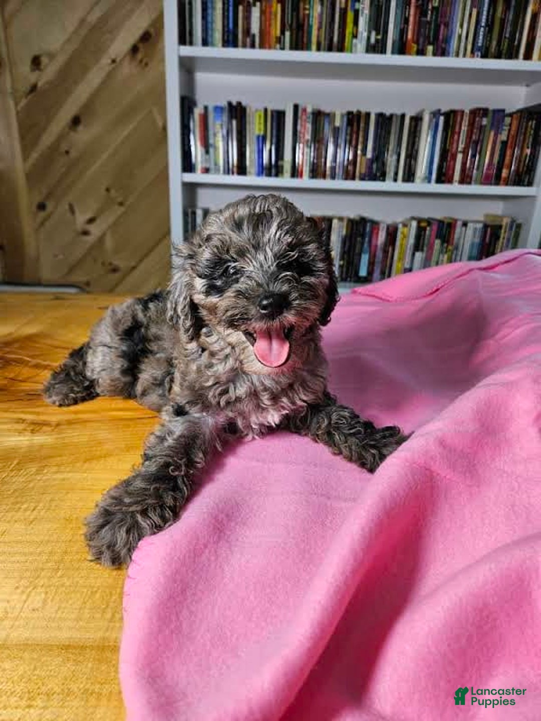 Mixed Breed dogs for sale: Speckles - Ad 3