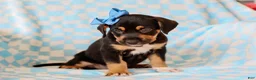 Mixed Breed dogs for sale: Allie Mixed Breed Pup - Ad 2