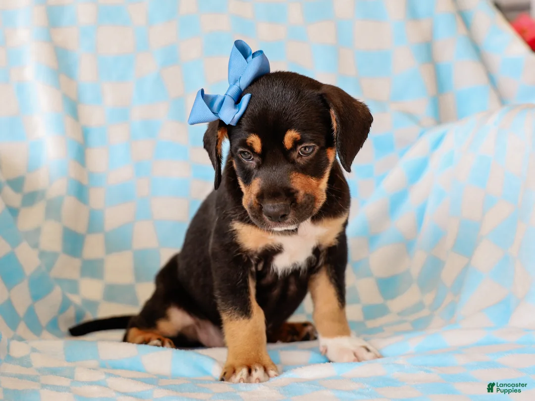 Mixed Breed dogs for sale: Allie Mixed Breed Pup - Ad 2