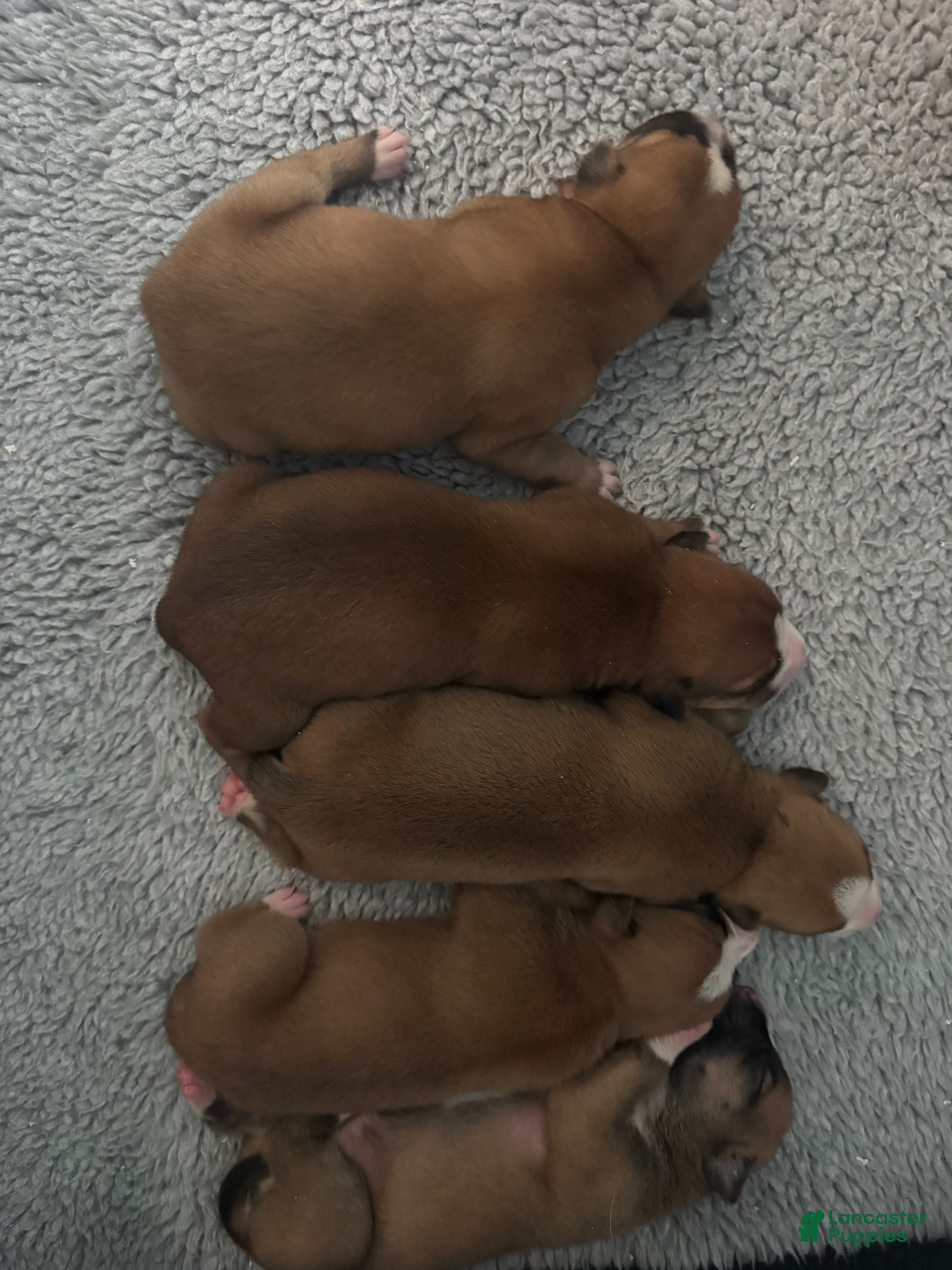 American Bulldog dogs American Bulldog Puppy 8 - Ad 1