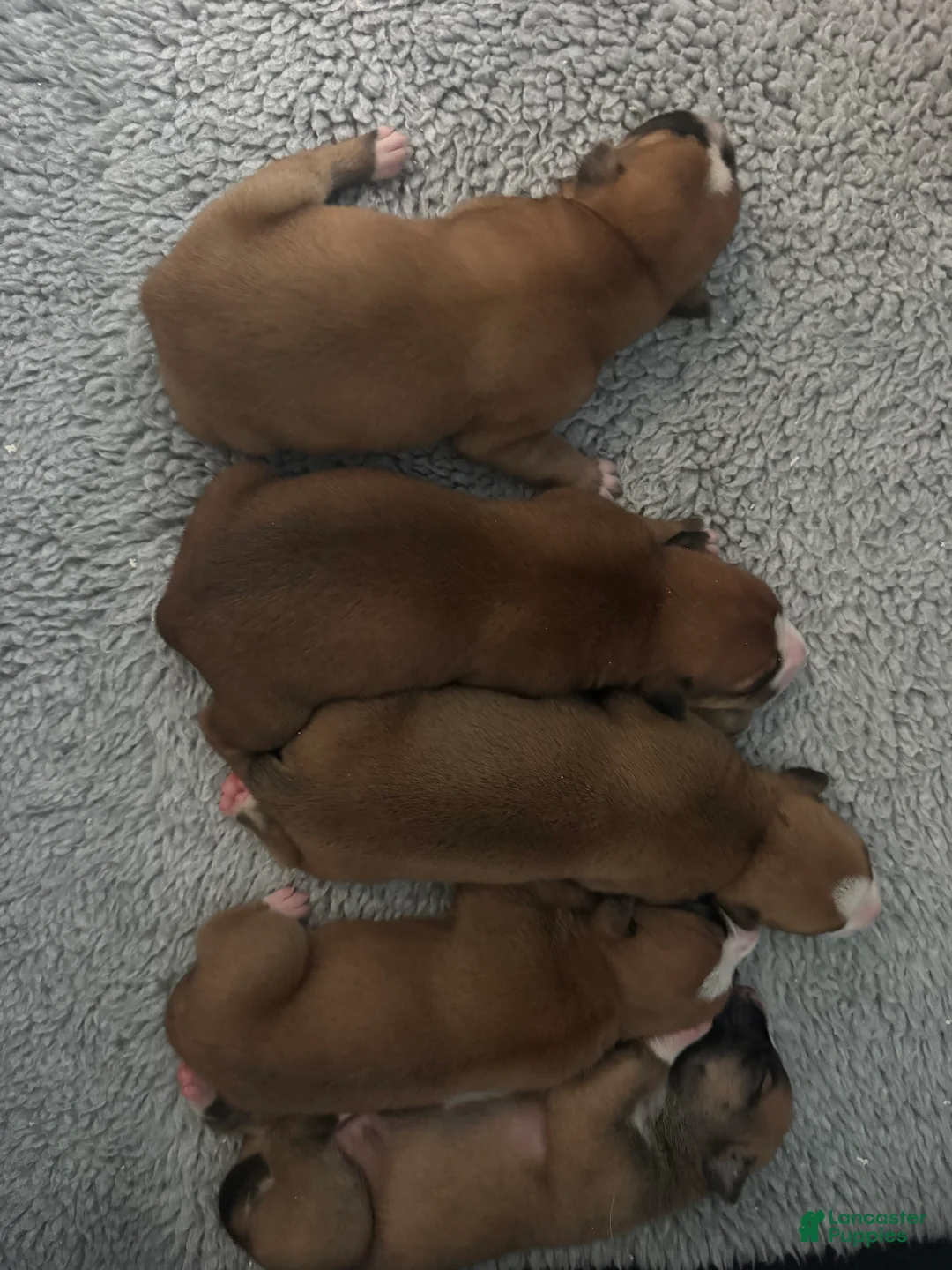 American Bulldog dogs for sale: American Bulldog Puppy 8 - Ad 1