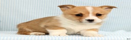 Welsh Corgi Pembroke dogs for sale: Archie - Ad 4