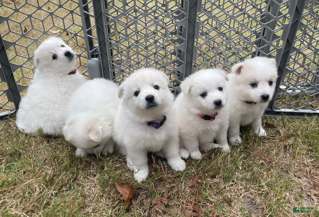 American Eskimo dogs for sale: Brie - Ad 9