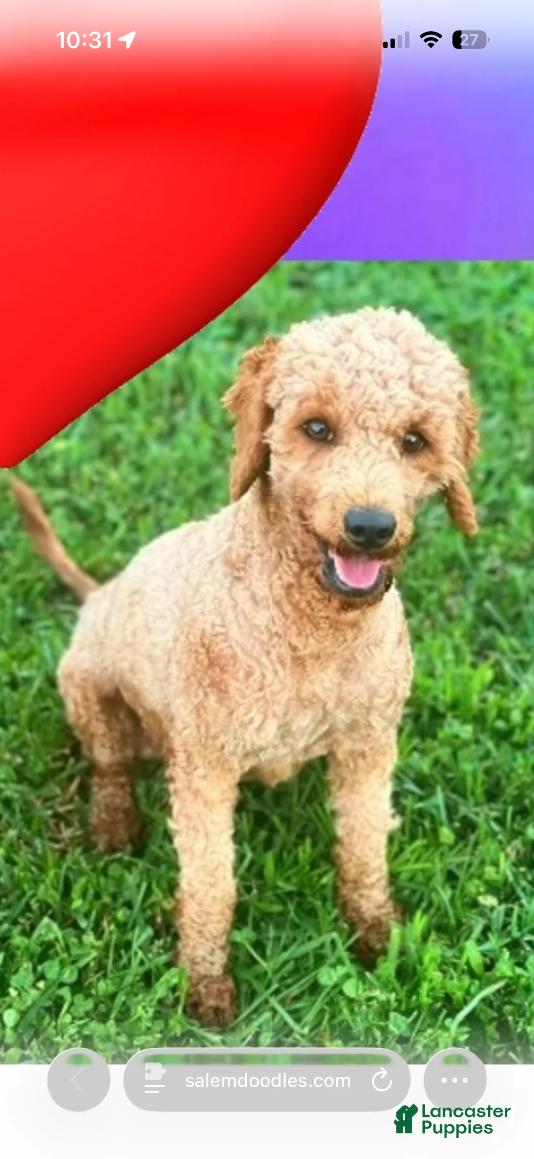 Mini Goldendoodle dogs for sale: Mini Goldendoodle Puppy 1 - Ad 4