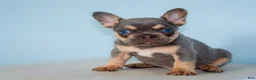 French Bulldog dogs for sale: French Bulldog 1 - Ad 2