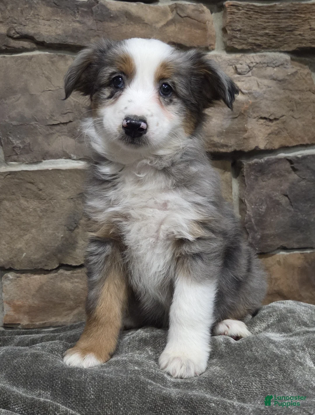 Miniature Australian Shepherd dogs for sale: Lacey - Ad 1