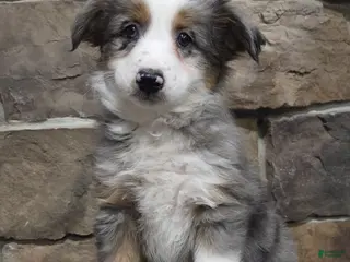 Miniature Australian Shepherd dogs Lacey - Ad 28