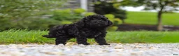 Cavapoo dogs for sale: Odin - Ad 6