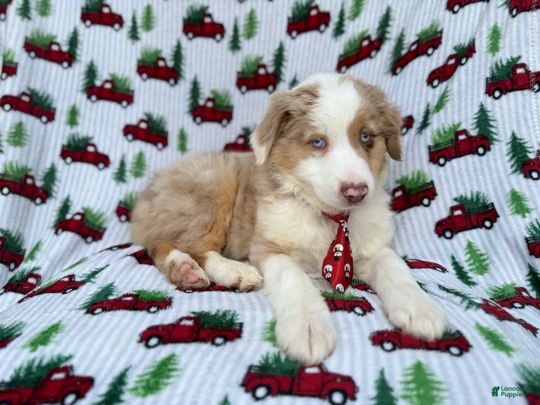 Miniature Australian Shepherd dogs for sale: Onyx - Ad 8