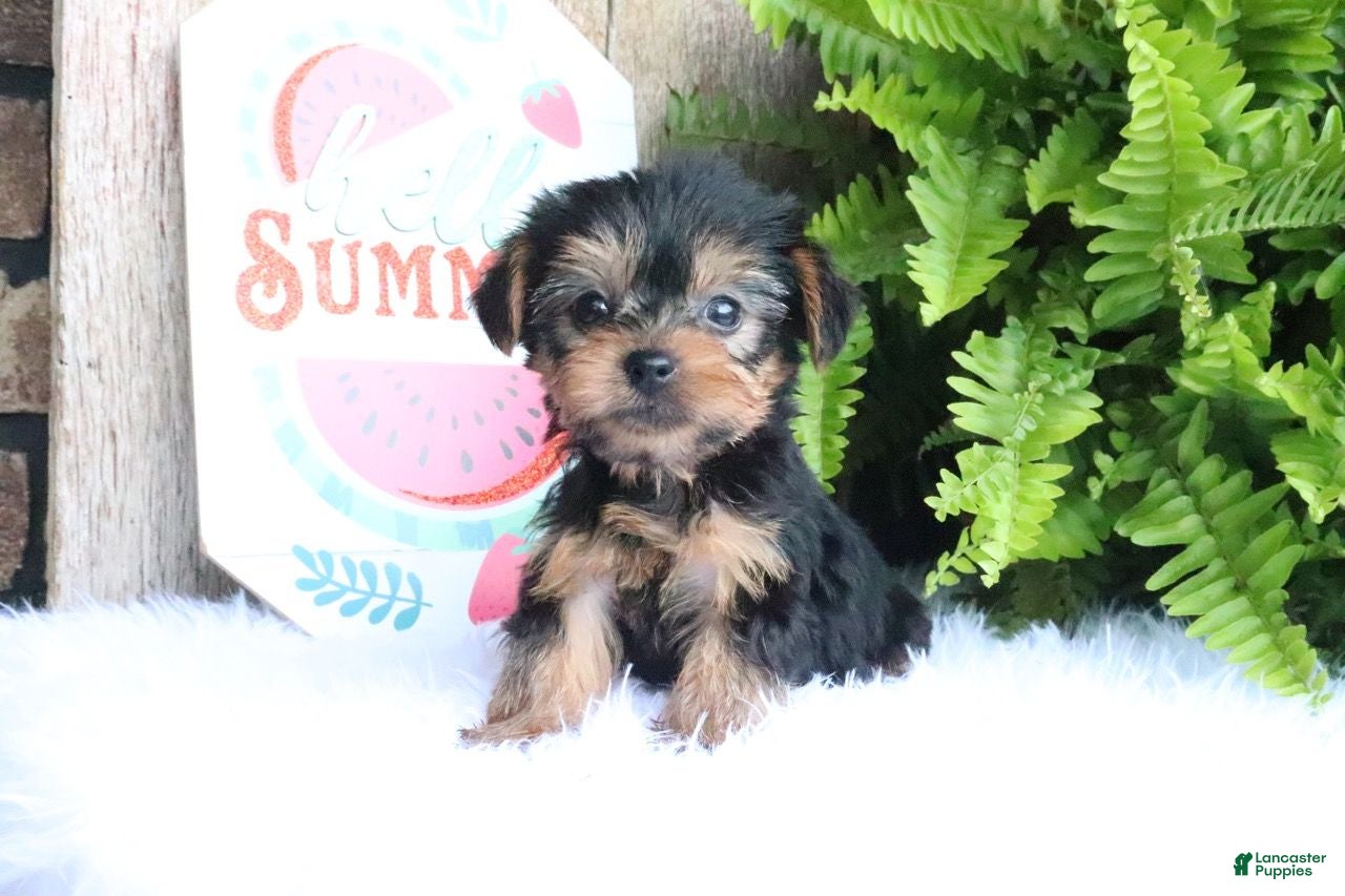 Yorkshire Terrier dogs Clifford - Ad 1