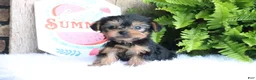 Yorkshire Terrier dogs for sale: Clifford - Ad 1