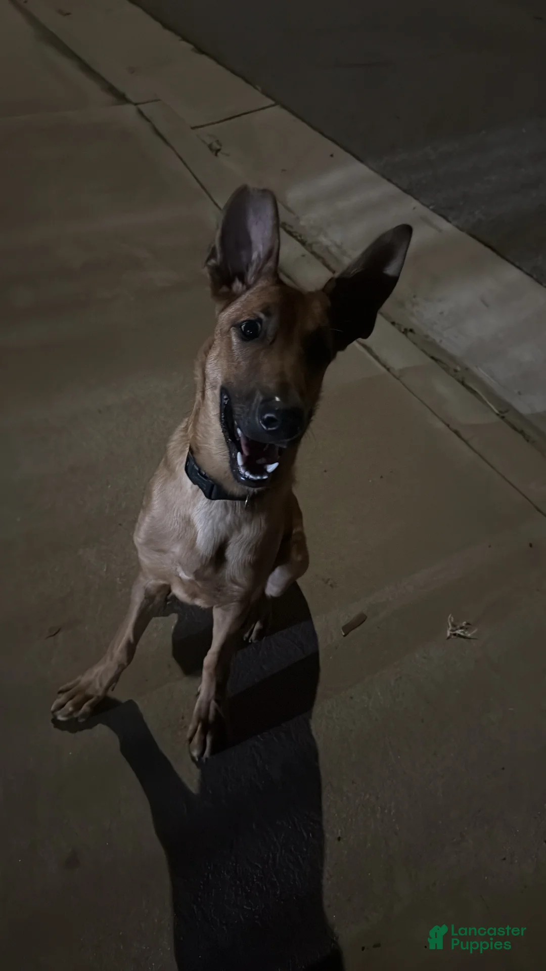 Mixed Breed dogs for sale: Apollo - Ad 1