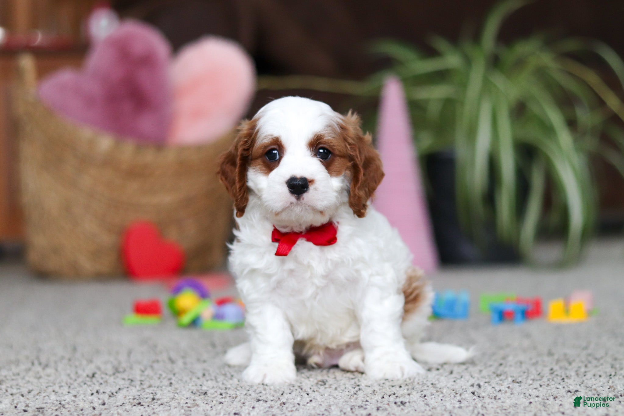 Cavapoo dogs Lucas - Ad 17
