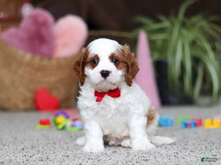 Cavapoo dogs Lucas - Ad 22