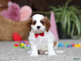 Cavapoo dogs Lucas - Ad 11