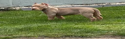 American Bully dogs for sale:  Versace  - Ad 5