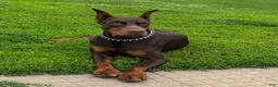 Doberman Pinscher dogs for sale: Diesel - Ad 17