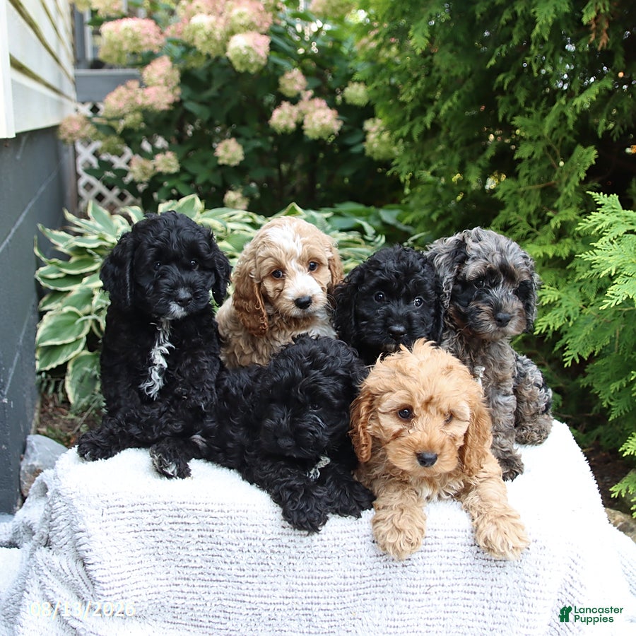 Cockapoo dogs Dallas - Ad 2