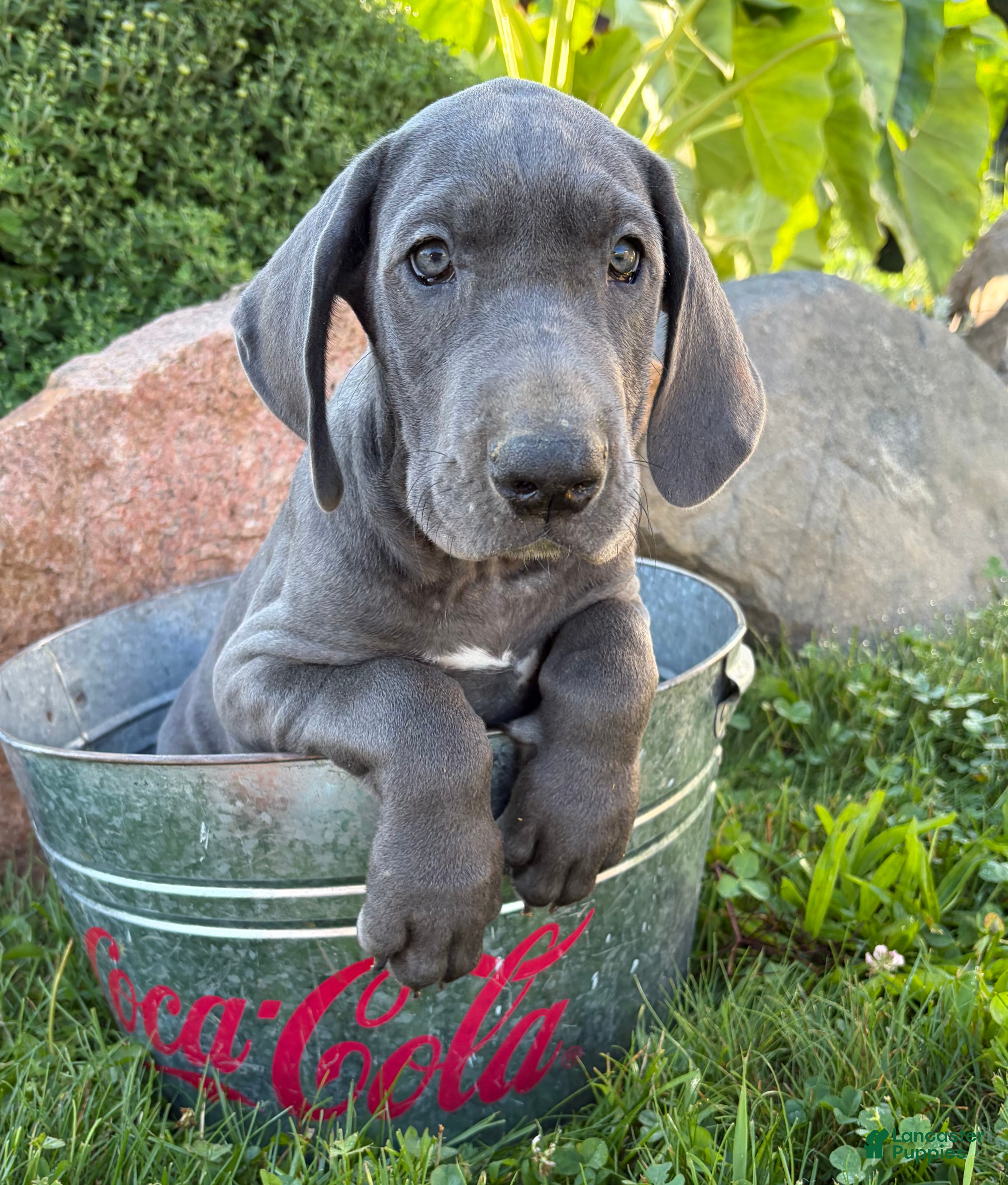 Great Dane dogs Ellie - Ad 1