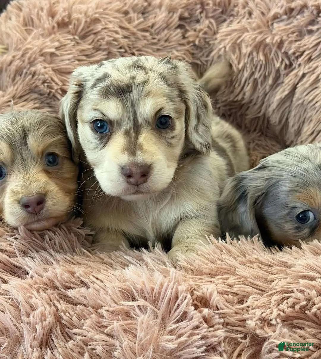 Miniature Dachshund dogs for sale: Miniature Dachshund Puppy 7 - Ad 2