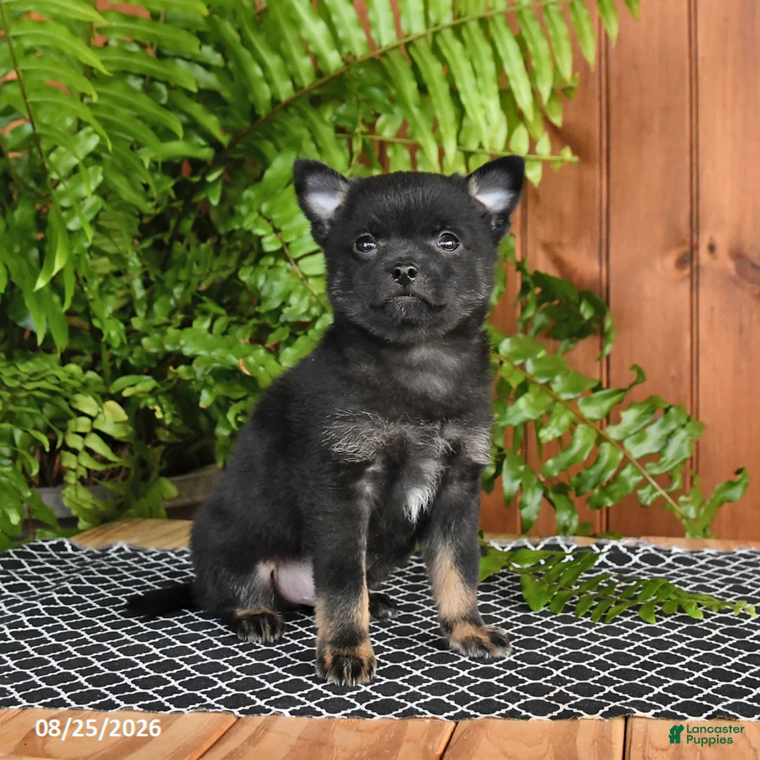 Mixed Breed dogs for sale: Pepper - Ad 3