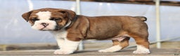 Mixed Breed dogs for sale: Sunny - Ad 6