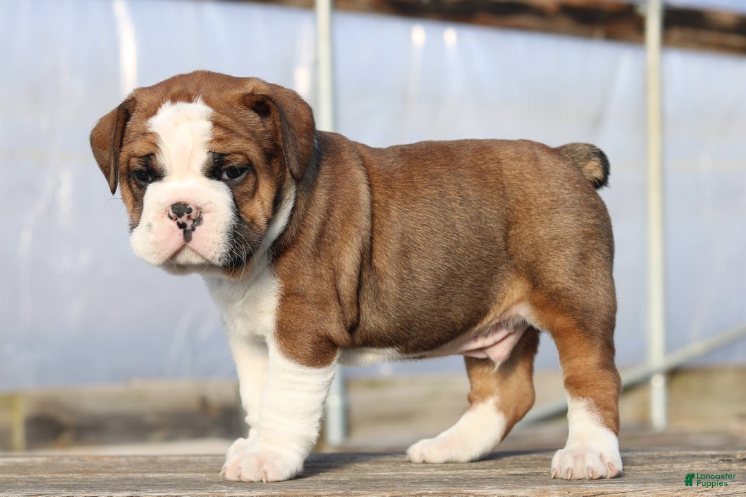 Mixed Breed dogs for sale: Sunny - Ad 6