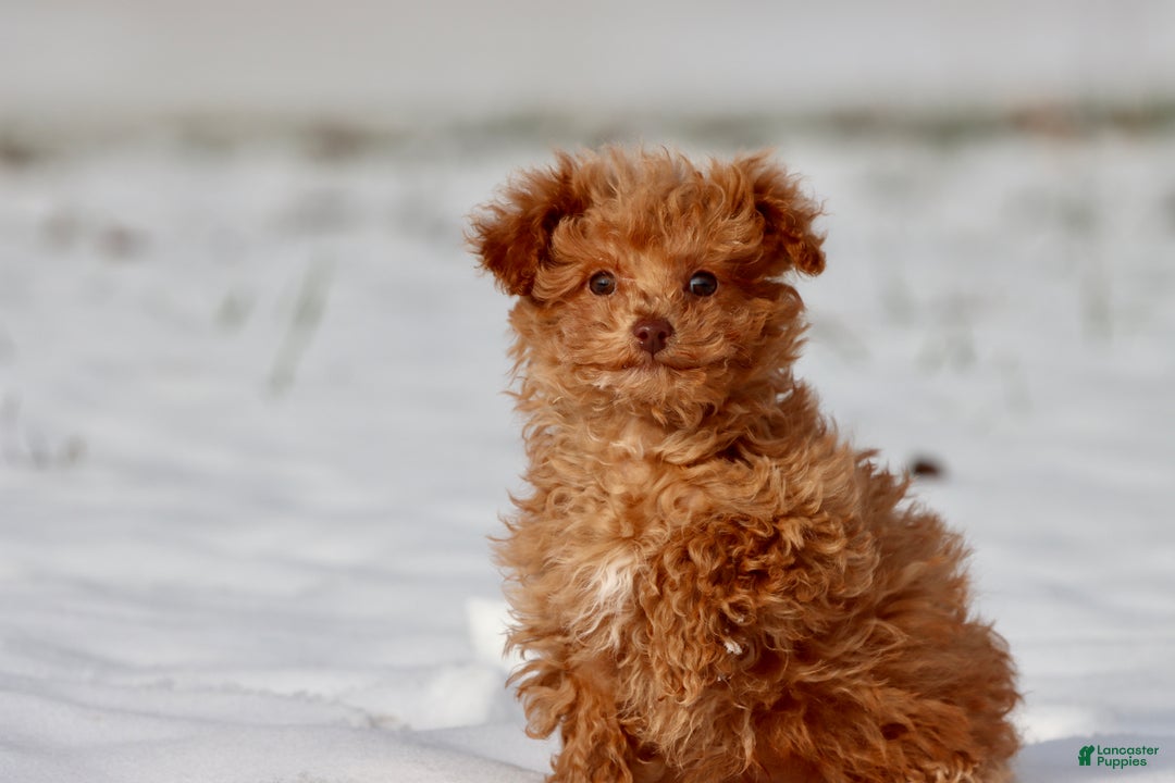 Toy Poodle dogs for sale: Irish Whiskey - Ad 1