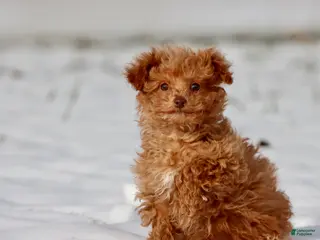 Toy Poodle dogs Irish Whiskey - Ad 27