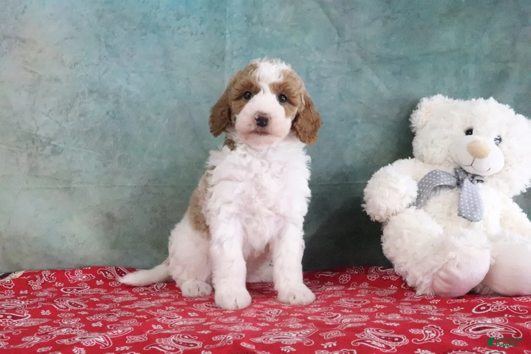 Mini Goldendoodle dogs for sale: Sadie - Ad 1