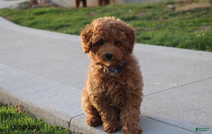 Toy Poodle dogs Patrick - Ad 21