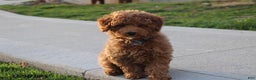 Toy Poodle dogs for sale: Patrick - Ad 1