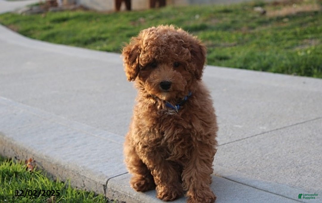 Toy Poodle dogs for sale: Patrick - Ad 1