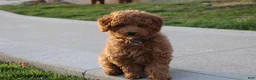 Toy Poodle dogs for sale: Patrick - Ad 20