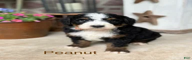 Peanut