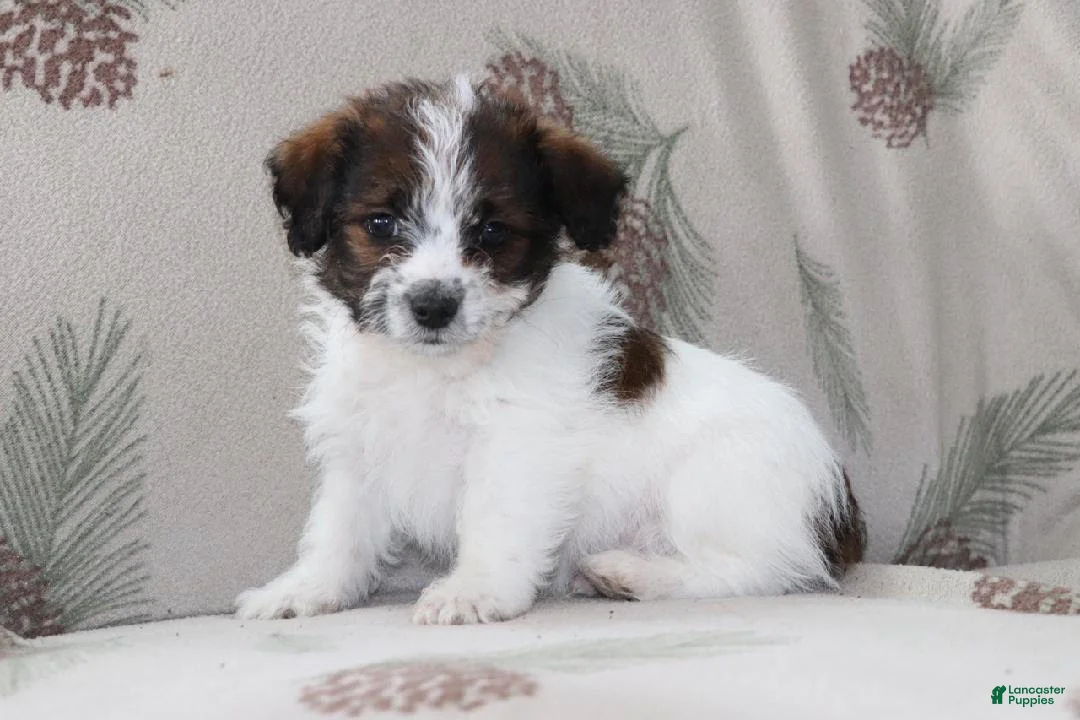 Mixed Breed dogs for sale: Frank - Ad 1