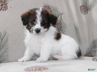 Mixed Breed dogs Frank - Ad 30