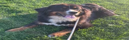 Mini Bernedoodle dogs for sale: Butter - Ad 6